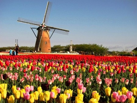 Lễ Hội Hoa Tuylip Tại Hà Lan